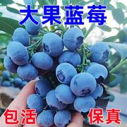 蓝莓树苗盆栽家种超甜大果当年结果，南北方种植广东蓝莓苗蓝莓盆栽
