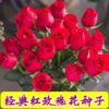 浓香红玫瑰花种子，四季开花盆栽花卉植物易爆盆室内外鲜花种子大全