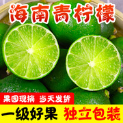 海南无籽香水青柠檬青柠新鲜水果9斤奶茶店专用广东香水1