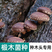 椴木菌种香菇平菇食用菌种黑木耳木头冬菇，室内可食用栽培蘑菇
