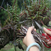 霍山5年生石斛碱天然露天棚，外种植乐清铁皮石斛枫斗鲜条多糖食用