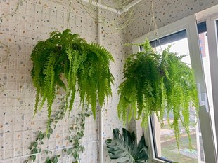 波士顿蕨盆栽垂吊兰植物室内净化空气吸甲醛耐阴易养观叶蕨类植物