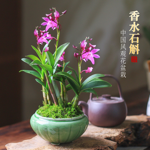 澳洲香水石斛兰盆栽室内植物，秋冬带花苞，桌面花办公室绿植好养兰花