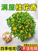 八月桂花树苗四季桂，室内阳台盆栽金桂花苗，室外庭院可食用花卉绿植