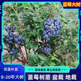 蓝莓树果苗特大庭院，阳台种植蓝莓果树果苗盆栽，地栽南方北方种植