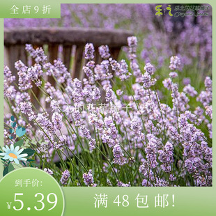 进口薰衣草种子 罗希亚 玫瑰色Lavender四季阳台庭院盆栽芬芳花卉