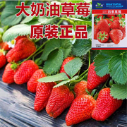原厂装草莓种子四季种植奶油草莓，籽四季草莓籽，草莓种籽子水果种孑