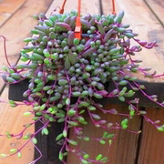 多肉植物紫玄月多肉吊兰佛珠，花卉盆栽办公室，绿植好养的珍珠吊兰