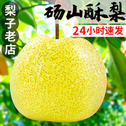 安徽正宗砀山酥梨10斤梨子新鲜水果，应当季整箱，特产香梨脆雪梨