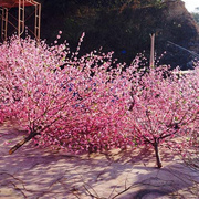 高度仿真树枝塑料树枝装饰桃花商场景区室内树木造型品