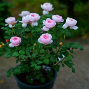 瑞典女王奥斯汀浓香玫瑰花苗阳台庭院多季开丰花月季蔷薇花苗盆栽