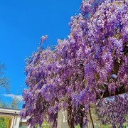 紫藤花树苗庭院爬藤攀援植物围墙盆栽耐寒南北方种植当年开花