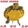 乌龟黄耳龟甜甜圈龟火焰龟，乌龟深水龟，清道夫观赏龟小宠物