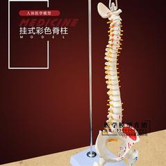 45cm人体脊柱模型医学正骨练习骨骼模型颈椎腰椎脊椎骨架模型关节