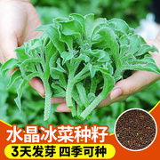 冰菜种籽水晶冰草秧苗秋冬新鲜蔬菜种子，大全家庭阳台四季盆栽种孑