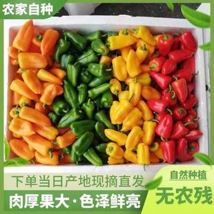 山东迷你水果彩椒当季新鲜五彩甜椒生吃红灯笼，小辣椒沙拉蔬菜