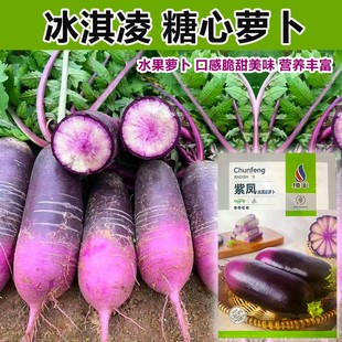 冰激凌水果萝卜种子种籽紫皮冰淇淋水果罗卜籽种菜种红蔬菜孑子
