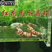 红花虎 水晶虾0.8-1.2cm空运包损 淡水水族观赏虾宠物虾
