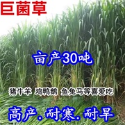 新型特高产型巨菌草种子多年生牧草草籽甜象草皇竹草种子耐寒耐旱