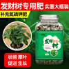 发财树营养液专用肥盆栽花，肥料家用金钱树土，水培植物通用肥料室内