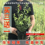 蓝莓苗盆栽树果树果苗当年结果南方北方种植树苗水果苗四季果树苗