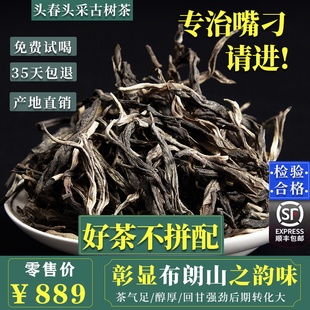 云南普洱茶生茶散茶散装2024年头春300古树，1斤勐海布朗山普洱生茶