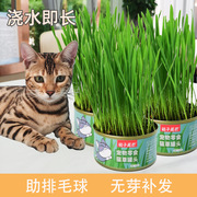 猫草种植套装猫咪零食去除毛球化毛膏洁齿可食用小麦种子懒人猫草