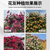 5年玫瑰花树苗盆栽月季花苗特大花四季开花卉室内外阳台庭院观花