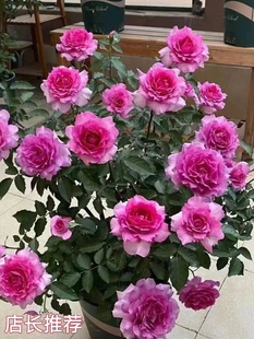 玫瑰花苗特大花带花苞花卉绿植物盆栽月季，蔷薇室内外庭院阳台四季