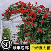 2米大苗蔷薇花苗藤本月季，特大花爬藤植物，四季开花卉盆栽玫瑰