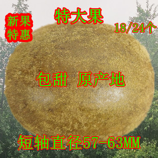 罗汉果特大果特级大果罗汉果茶广西桂林特产凉茶短轴直径57-63mm