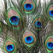 纯天然真孔雀羽毛70-80cm大眼睛，4cm花瓶家居摆设客厅装饰