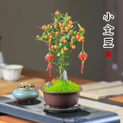 迷你金豆盆景带果桌面，微景观创意绿植耐寒植物，四季好养茶桌办公室