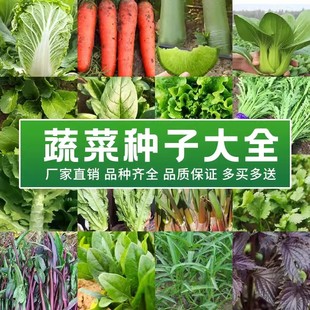 各种蔬菜子种籽四季草莓香菜，青菜番茄菠菜籽儿阳台葱种大全生菜孑
