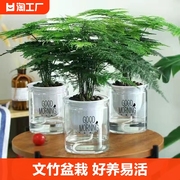 文竹盆栽盆景植物室内水培植物花客厅桌面办公室绿植好养易活卧室