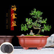 宜兴紫砂花盆花卉绿植园艺盆栽，盆手工原色，古典海棠盆阳台花盆