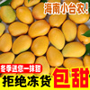 海南小台农芒果新鲜9斤小台芒当季热带水果鸡蛋甜心芒树上熟