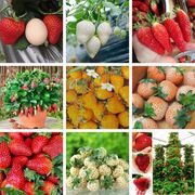 四季奶油草莓种子 特大白草莓种籽爬藤草莓阳台盆栽水果种子
