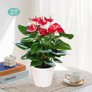 红掌观赏绿色植物盆栽花卉，室客厅开花办公桌，四季好养同城配送