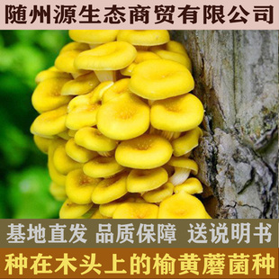 椴木榆黄蘑菌种种在木头上的榆黄蘑菌种椴木蘑菇菌种食用菌种