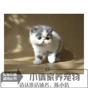 加菲猫宠物猫咪异国短毛猫家养，纯种短毛猫幼猫活体加菲蓝白弟弟q