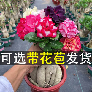选带花苞，四季开花耐晒耐旱好养花卉