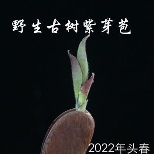 2024年春茶云南野生紫芽苞茶，明前茶紫芽苞生茶，古树芽孢普洱茶散茶