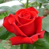 卡罗拉月季盆栽浓香级红玫瑰花苗情人节切花栽庭院绿植花卉大