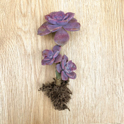 紫乐老桩盆栽室内花卉多肉，植物云南品相，紫色肉肉花好养小绿植盆景