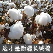新疆纯棉花散装天然一级长绒棉，皮棉精梳棉宝宝棉被，棉絮棉衣填充。
