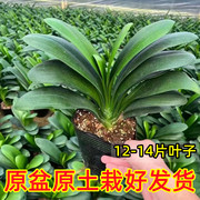 君子兰盆栽带花苞高端特级花苗带盆栽好植物名贵小苗室内花卉