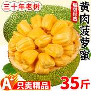 海南菠萝蜜一整个35斤新鲜黄肉波萝蜜水果整箱三亚特产红黄心
