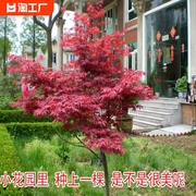 日本红枫树苗庭院四季红红舞姬耐寒地栽盆栽风景树园林绿化苗流泉