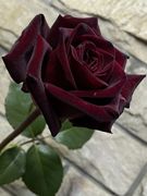 铃兰家  黑巴克 暗黑红色系切花玫瑰花苗1加仑盆栽灌木茶香